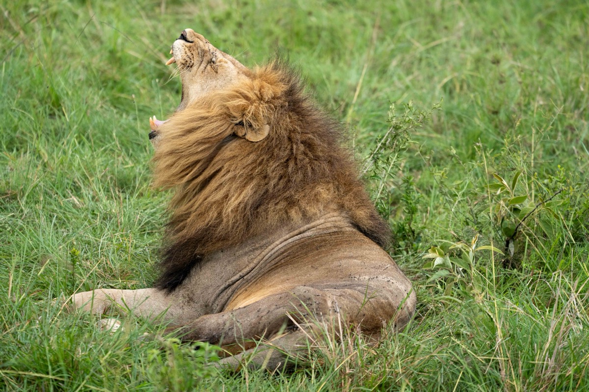 The Yawn